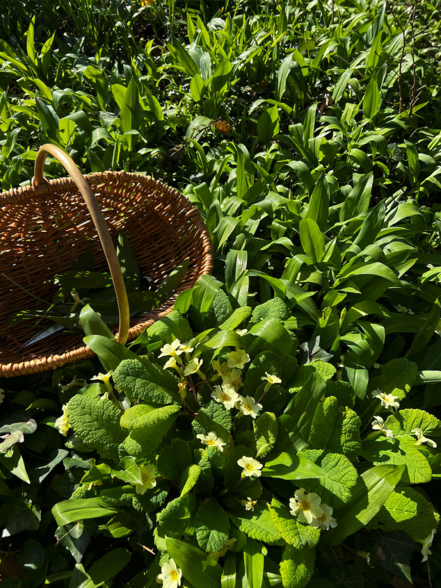 A basket ready for foraging wild garlic