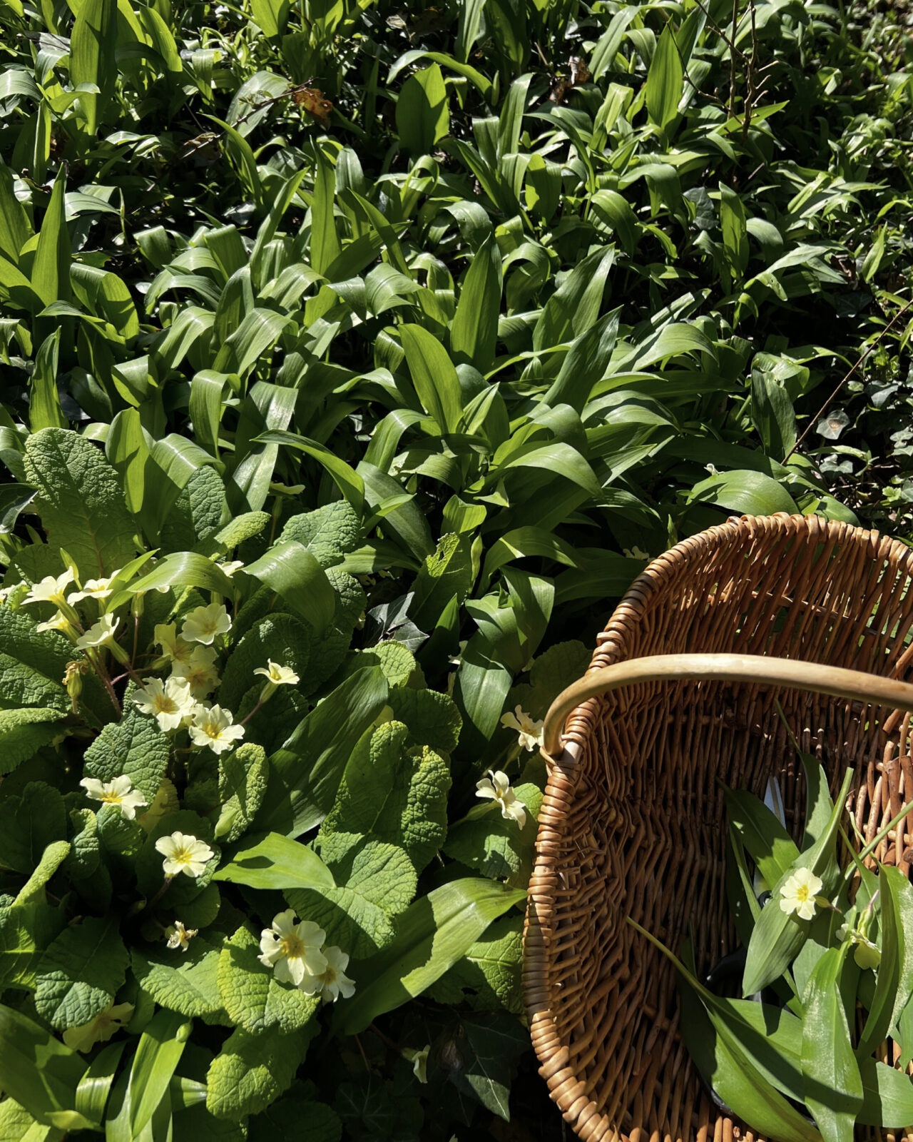 Wild garlic leaves being foraged in Cornwall